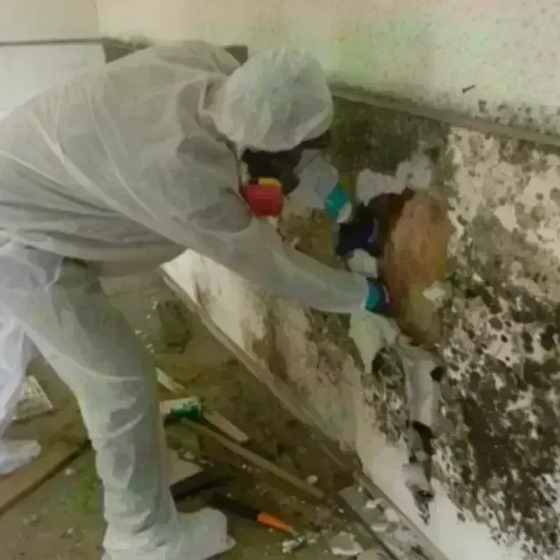 Mold Remediation and Removal in March Air Force Base, CA